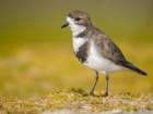 Two-banded plover on the coast at Volunteer Point. South America, Falkland Islands, East Falkland Art Print